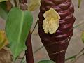 Malaysian Ginger